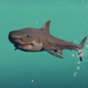 Image for article titled Assassin's Creed Odyssey's Sharks Are Killing Me